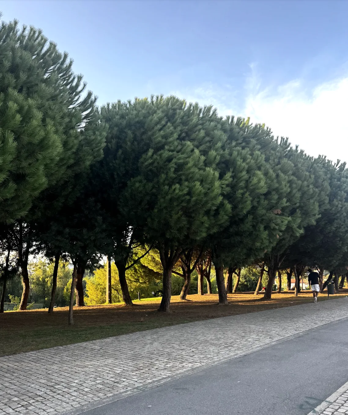 Path lined with pine trees in the Paredes city park, near Piscina Verde
